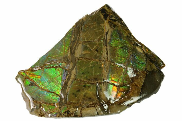Iridescent Ammolite (Fossil Ammonite Shell) - Alberta, Canada #156840